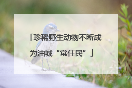 珍稀野生动物不断成为油城“常住民”
