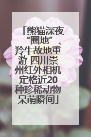 熊猫深夜“圈地”、羚牛故地重游 四川崇州红外相机定格近20种珍稀动物呆萌瞬间