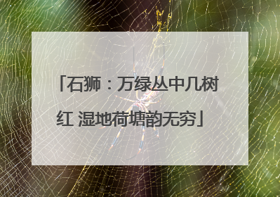 石狮：万绿丛中几树红 湿地荷塘韵无穷
