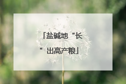 盐碱地“长”出高产粮