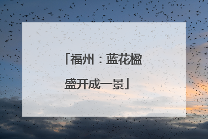 福州：蓝花楹盛开成一景