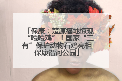 保康：楚源福地惊现“嘎嘎鸡”！国家“三有”保护动物石鸡亮相保康沿河公园