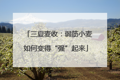 三夏麦收：弱筋小麦如何变得“强”起来