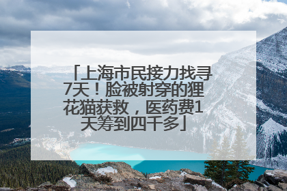 上海市民接力找寻7天！脸被射穿的狸花猫获救，医药费1天筹到四千多