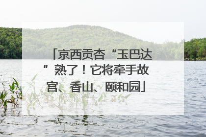 京西贡杏“玉巴达”熟了！它将牵手故宫、香山、颐和园