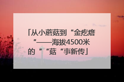 从小蘑菇到“金疙瘩“——海拔4500米的““菇“事新传