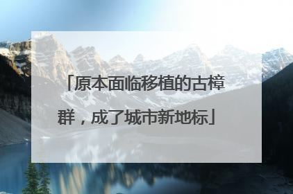 原本面临移植的古樟群，成了城市新地标