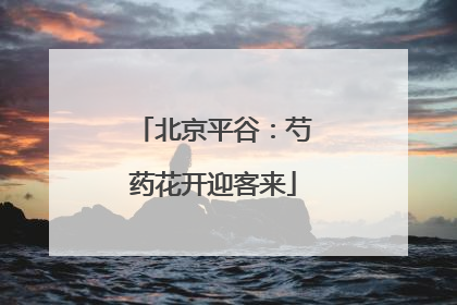 北京平谷：芍药花开迎客来