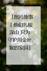 图片故事丨他们扎根深山 只为守护川金丝猴的家园