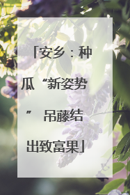 安乡：种瓜“新姿势” 吊藤结出致富果