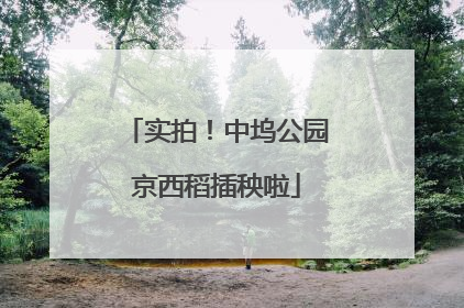 实拍！中坞公园京西稻插秧啦