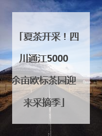 夏茶开采！四川通江5000余亩欧标茶园迎来采摘季