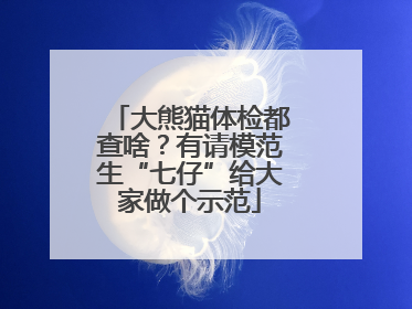 大熊猫体检都查啥？有请模范生“七仔”给大家做个示范