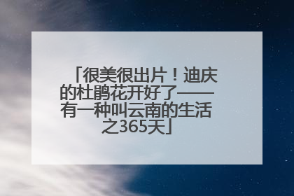 很美很出片！迪庆的杜鹃花开好了——有一种叫云南的生活之365天