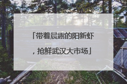带着晨露的阳新虾，抢鲜武汉大市场