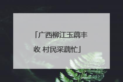 广西柳江玉藕丰收 村民采藕忙