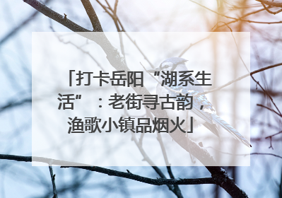 打卡岳阳“湖系生活”：老街寻古韵，渔歌小镇品烟火