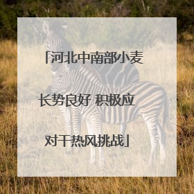 河北中南部小麦长势良好 积极应对干热风挑战