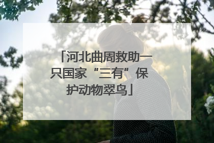 河北曲周救助一只国家“三有”保护动物翠鸟