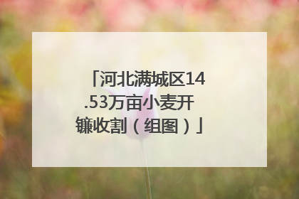 河北满城区14.53万亩小麦开镰收割（组图）