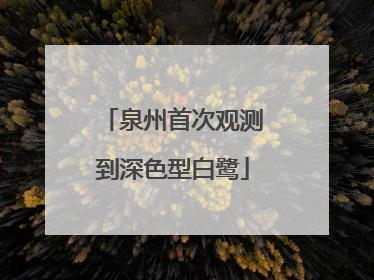 泉州首次观测到深色型白鹭