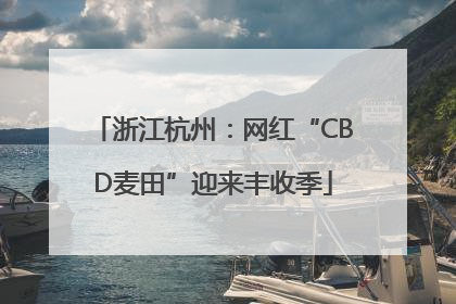 浙江杭州：网红“CBD麦田”迎来丰收季