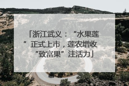 浙江武义：“水果莲”正式上市，莲农增收“致富果”注活力