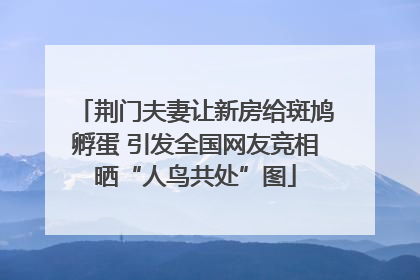 荆门夫妻让新房给斑鸠孵蛋 引发全国网友竞相晒“人鸟共处”图