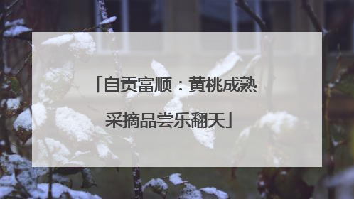 自贡富顺：黄桃成熟 采摘品尝乐翻天