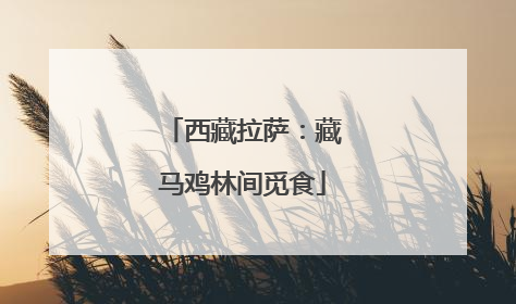 西藏拉萨：藏马鸡林间觅食