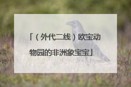 （外代二线）欧宝动物园的非洲象宝宝