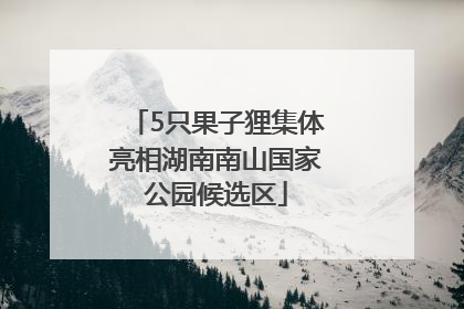 5只果子狸集体亮相湖南南山国家公园候选区